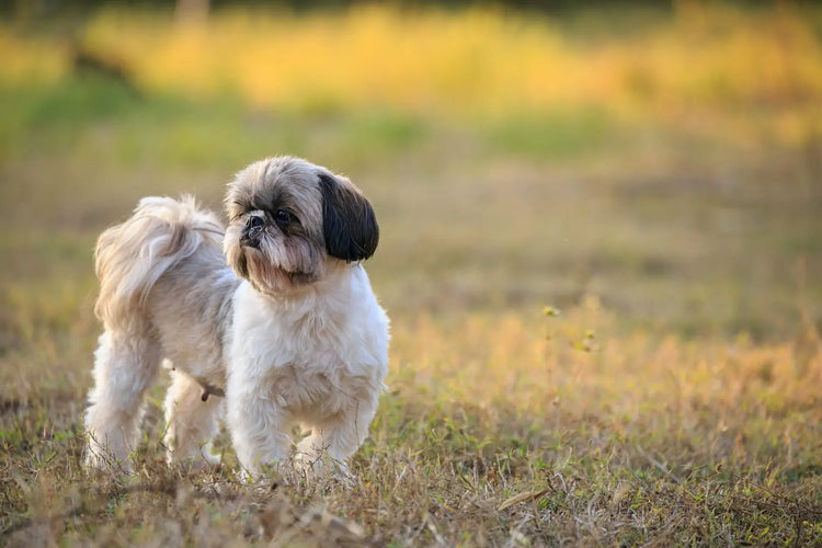 Buy Best Quality Lhasa Apso Puppy from Kolkata