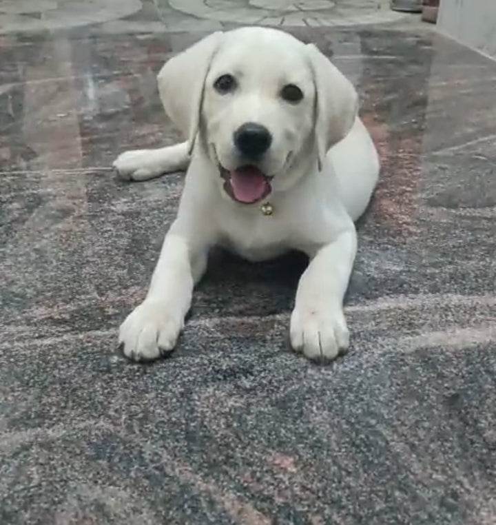 Order sweet & playful  Labrador Retriever Puppy from Delhi