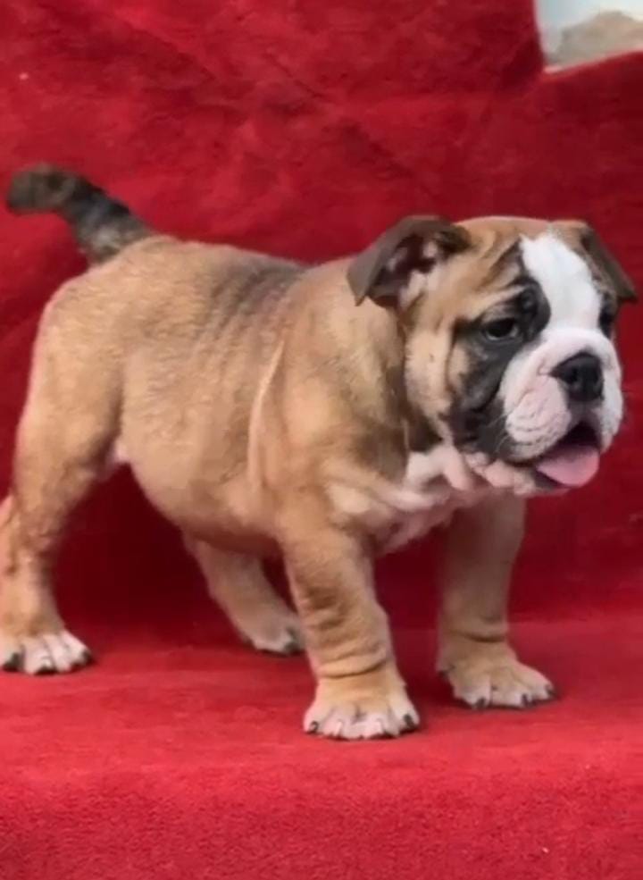Buy Best Quality English Bulldog Puppy from Mumbai