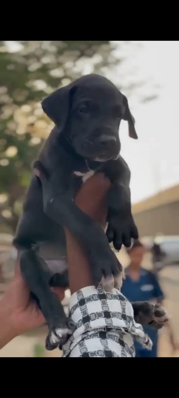 Buy Male Great Dane Puppy from Delhi