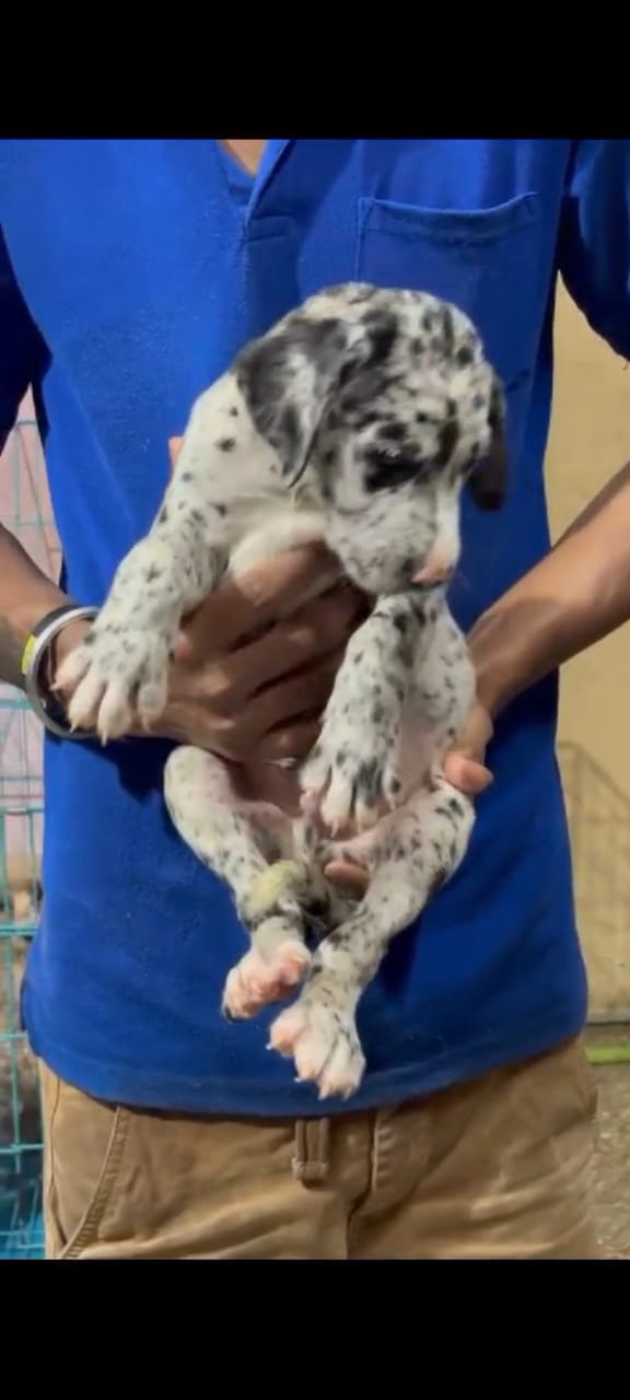 Buy lovable Great Dane Puppy from Delhi