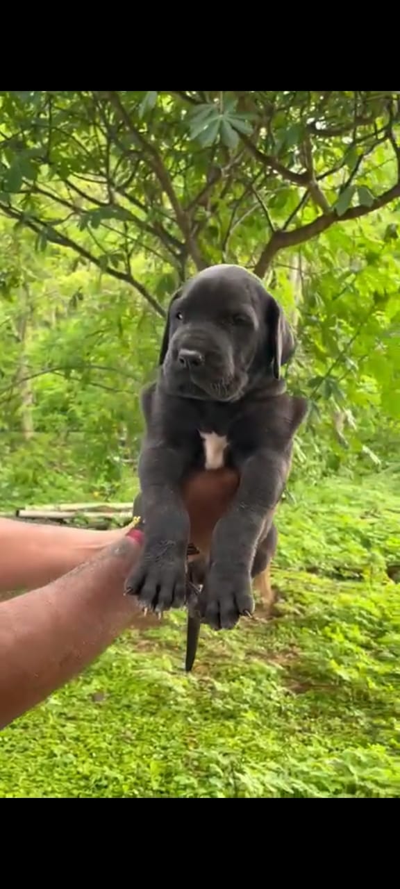 Order Female Great Dane Puppy from Delhi