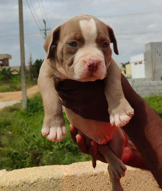 Pitbull puppy From Ahmedabad for sale