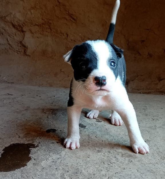 Pitbull puppy From Hyderabad  for sale