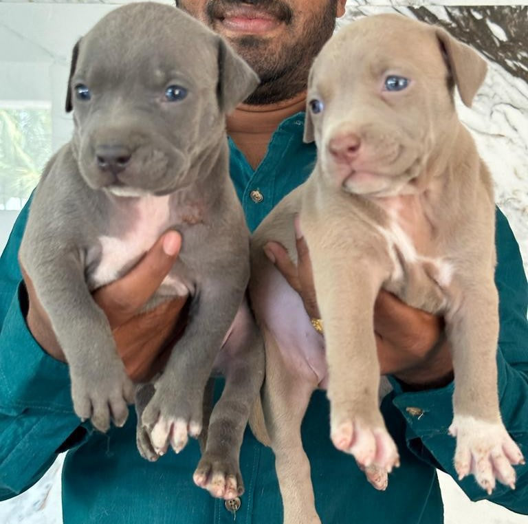 Pitbull puppy price in Vizag