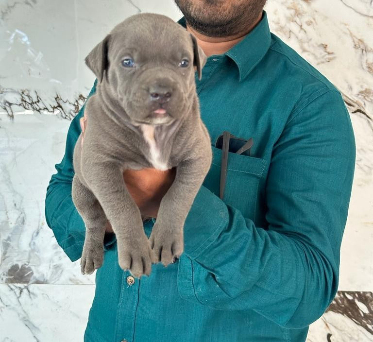 Pitbull puppy price in Ahmedabad