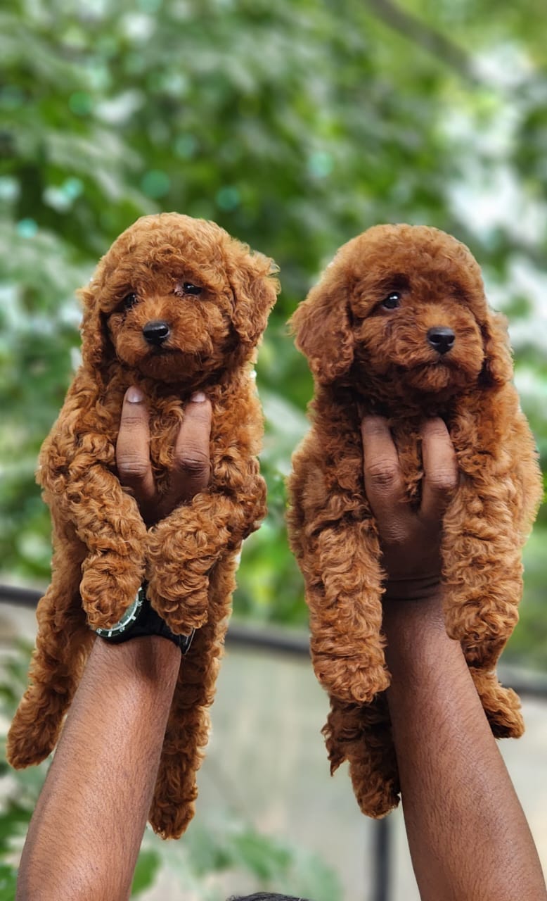 Poodle Puppies in Vizag