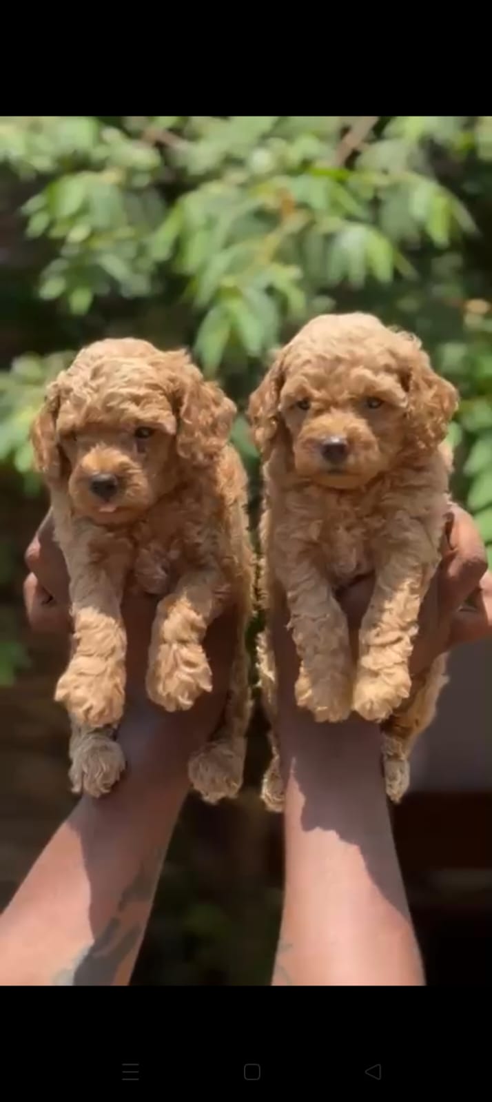 Poodle Puppy price in Chennai