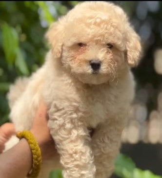 Poodle dog price in Hyderabad