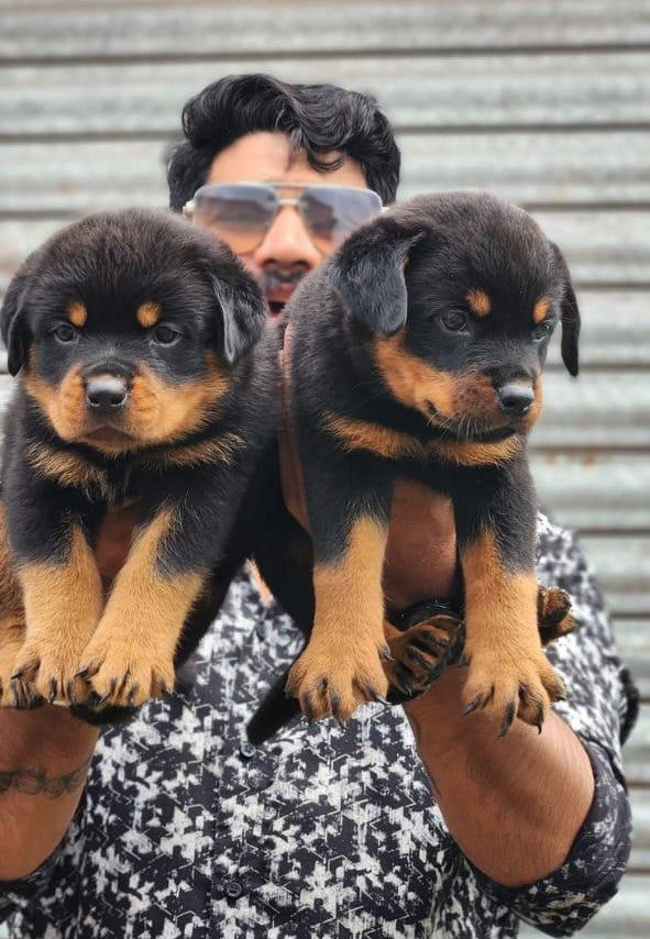 Rottweiler puppy From Vizag for sale