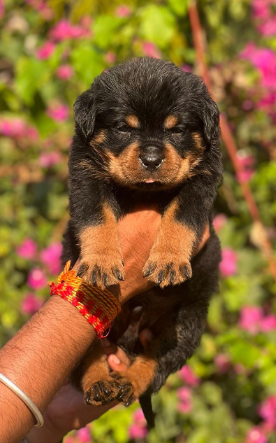 Rottweiler Puppies in  Hyderabad