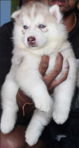 Order Siberian Husky Puppy from Mumbai