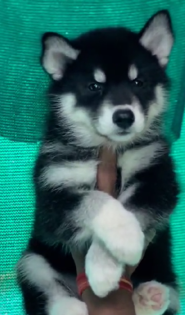 Buy  Siberian Husky  Puppy from Mumbai