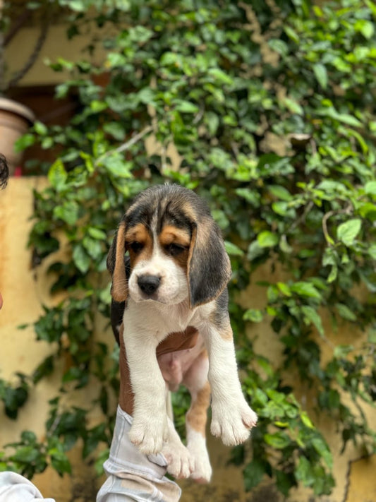 Buy Best Quality beagle from Kolkata