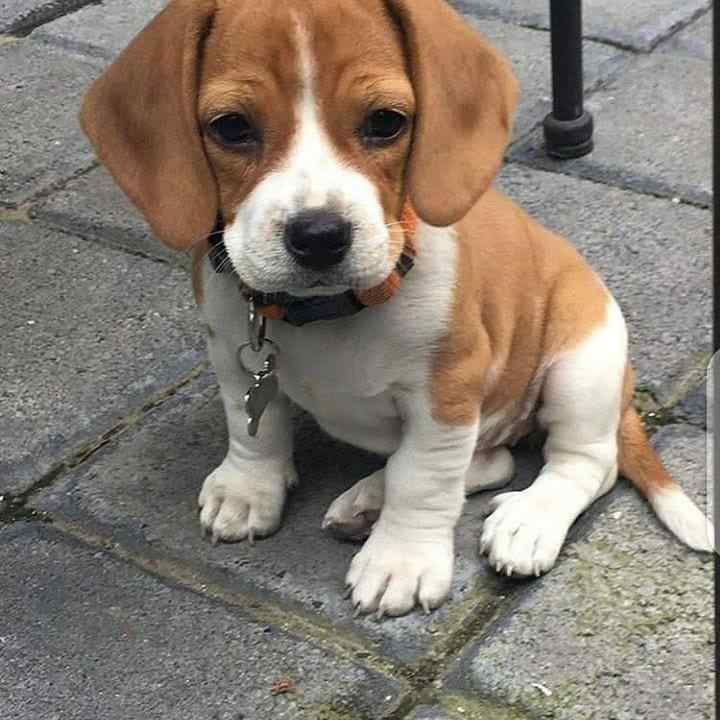 Buy Beagle Puppy from Kolkata