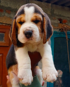 Buy Male Beagle Puppy from Goa