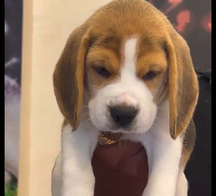 Buy Beagle Puppy from Kolkata