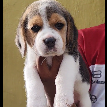 Beagle puppy From Chennai for sale