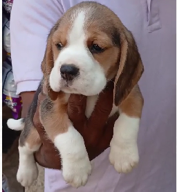 Purchase Friendly Beagle Puppy from Goa