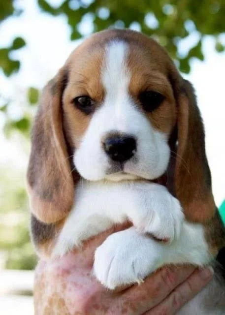 Beagle puppy From Vizag   for sale