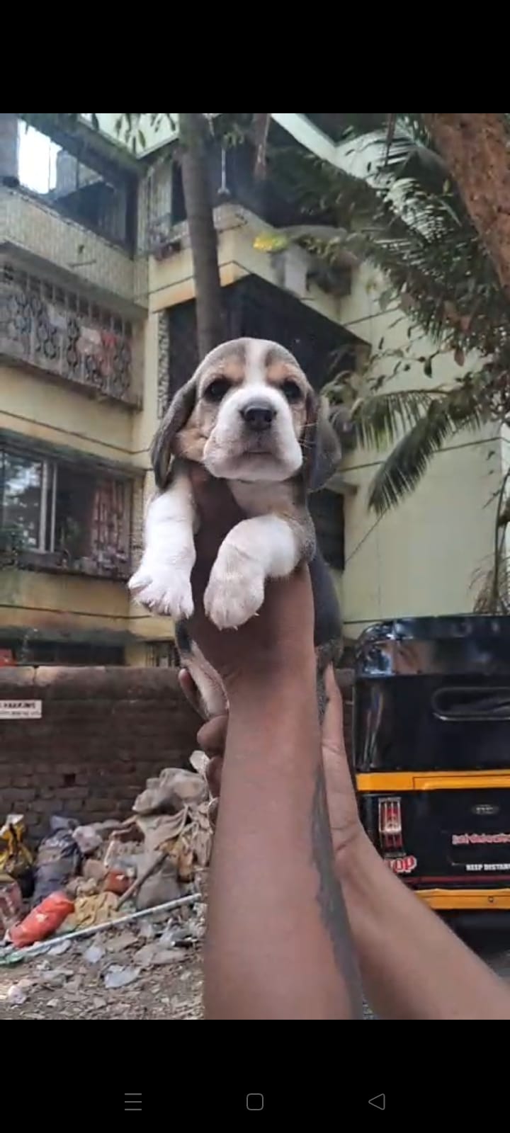 Beagle puppy price in  Ahmedabad