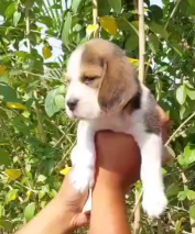 Beagle puppy From Ahmedabad  for sale