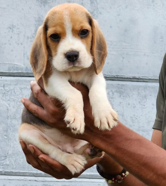 Beagle Puppies in  Hyderabad