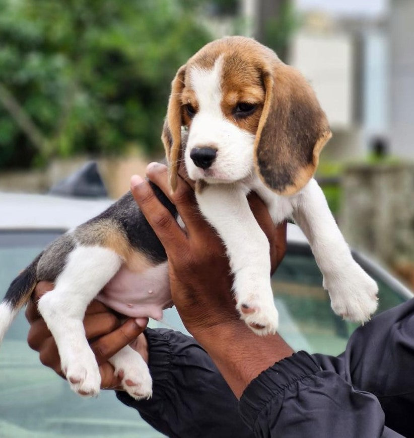 Beagle puppy From Jaipur for sale