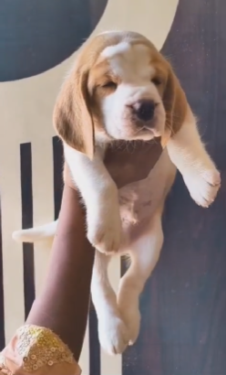 Beagle dog price in Bangalore