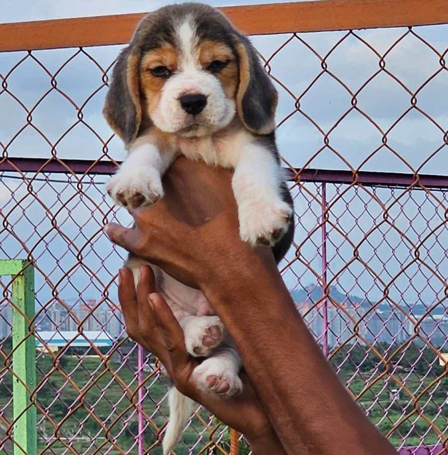 Beagle dog price in Jaipur
