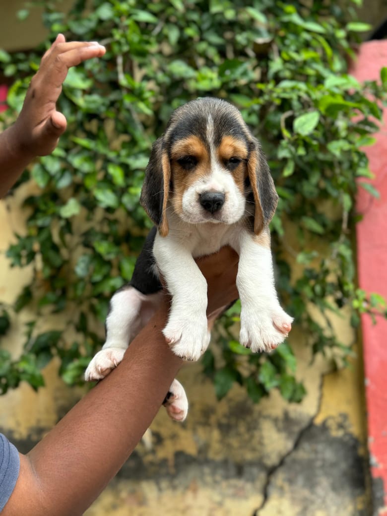 Beagle Puppies in  Ahmedabad