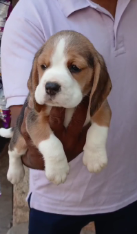 Beagle Puppies in  Bangalore