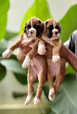 Buy lovable Boxer Puppy from Goa