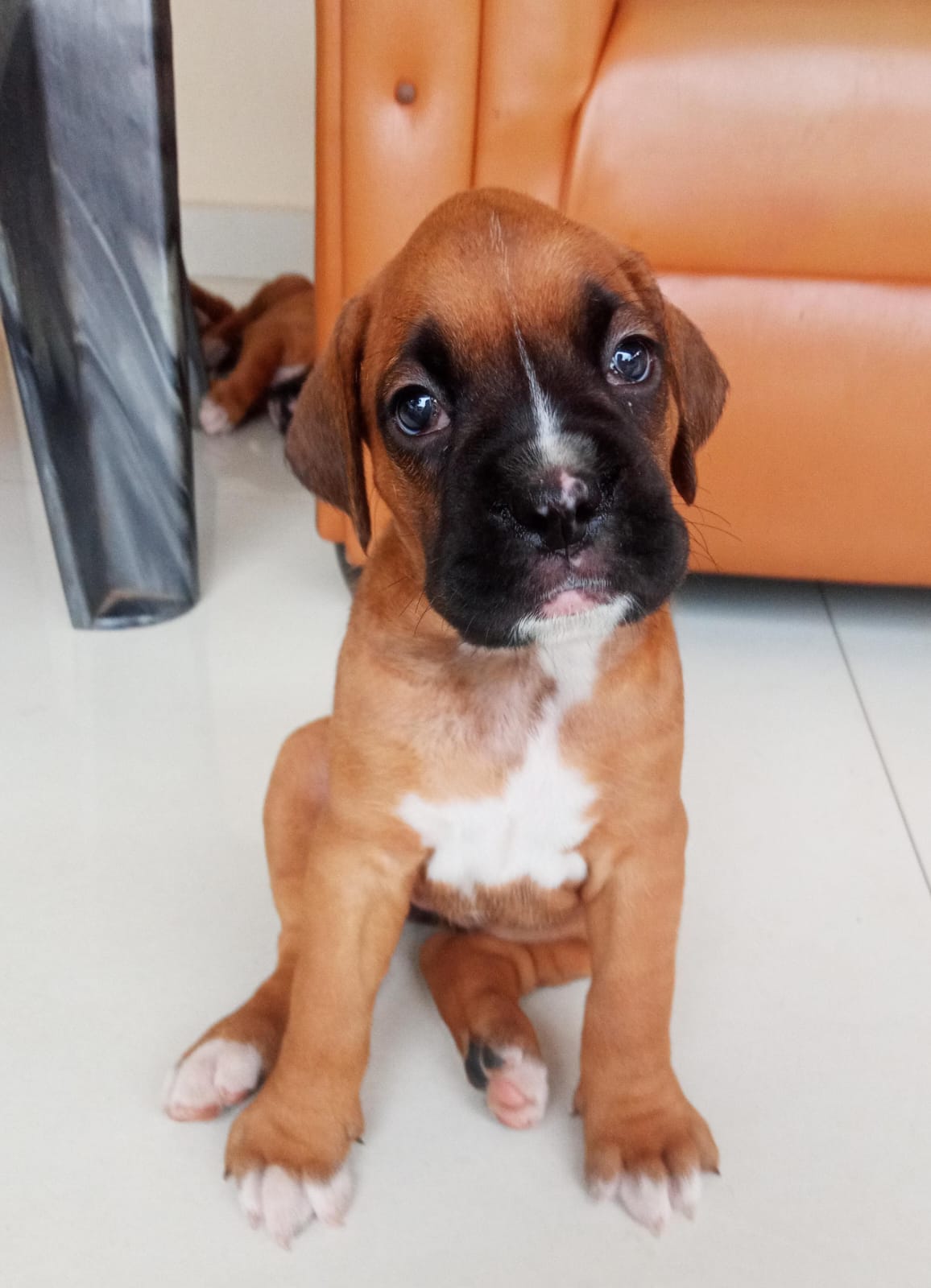 Boxer puppy From Bangalore for sale