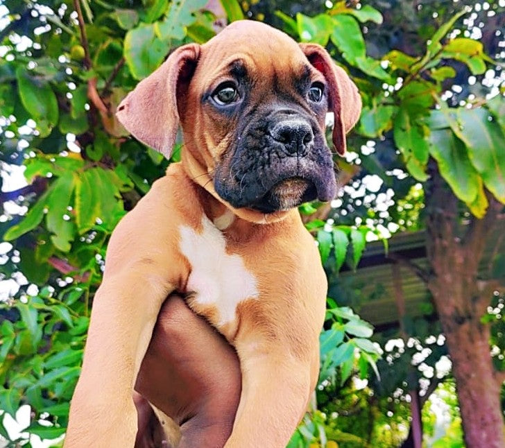 Boxer Puppies in Hyderabad