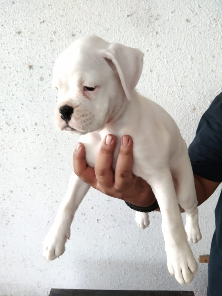 Boxer dog price in Ahmedabad