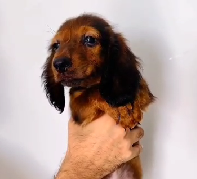 Frisky Cocker Spaniel Puppy