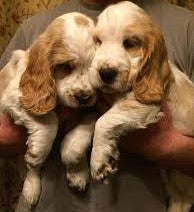 best Cocker Spaniel Puppy