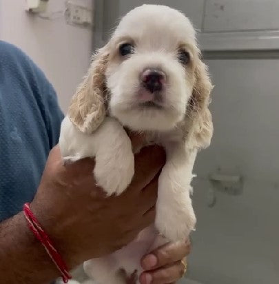 Buy family-friendly Cocker Spaniel Puppy from Kolkata.