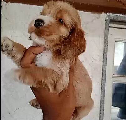 Buy Cocker Spaniel Puppy from Pune