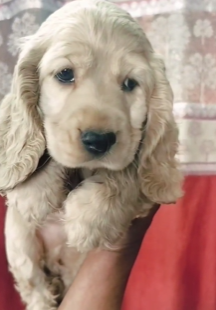 Cocker Spaniel puppy From Ahmedabad  for sale