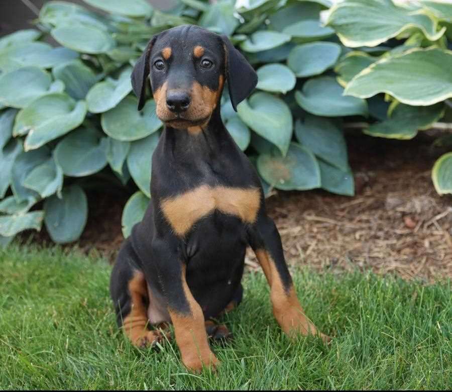 Buy Best Quality Doberman Puppy from Mumbai