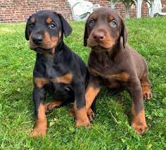 Doberman puppy From Chennai for sale