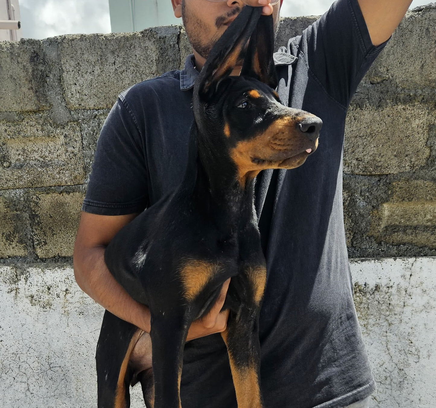Buy Doberman  Puppy from Mumbai