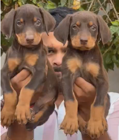 Buy family-friendly  Doberman  Puppy from Delhi