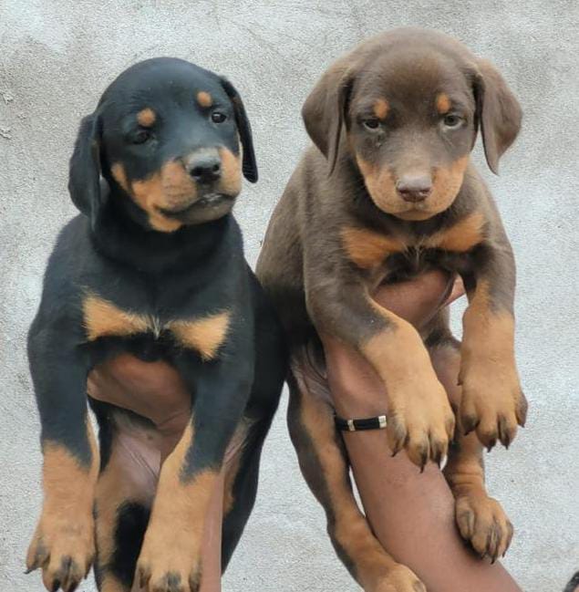 Doberman puppy From Ahmedabad for sale