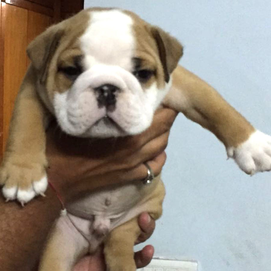 English Bulldog Puppies in Chennai