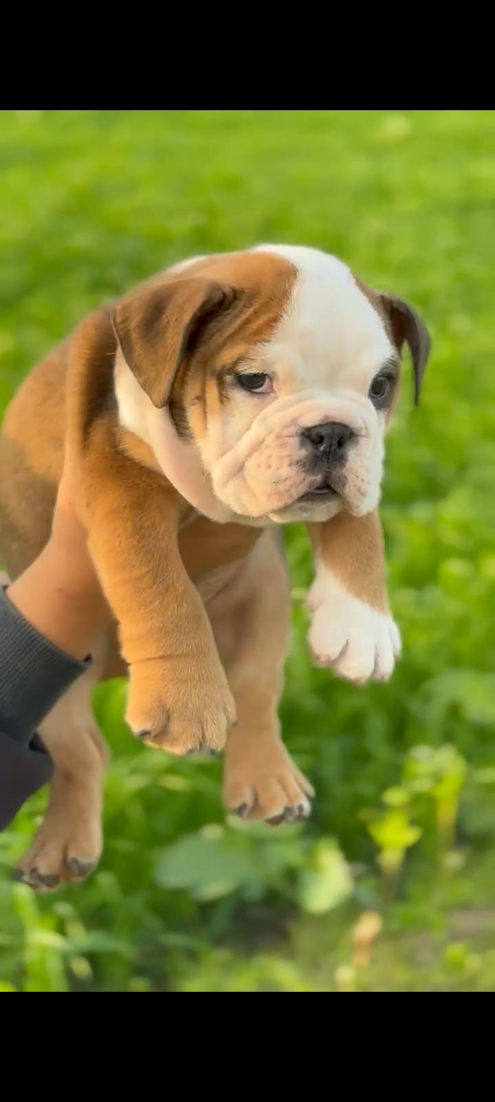 English Bulldog puppy From Bangalore for sale
