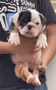 English Bulldog Puppies in Hyderabad