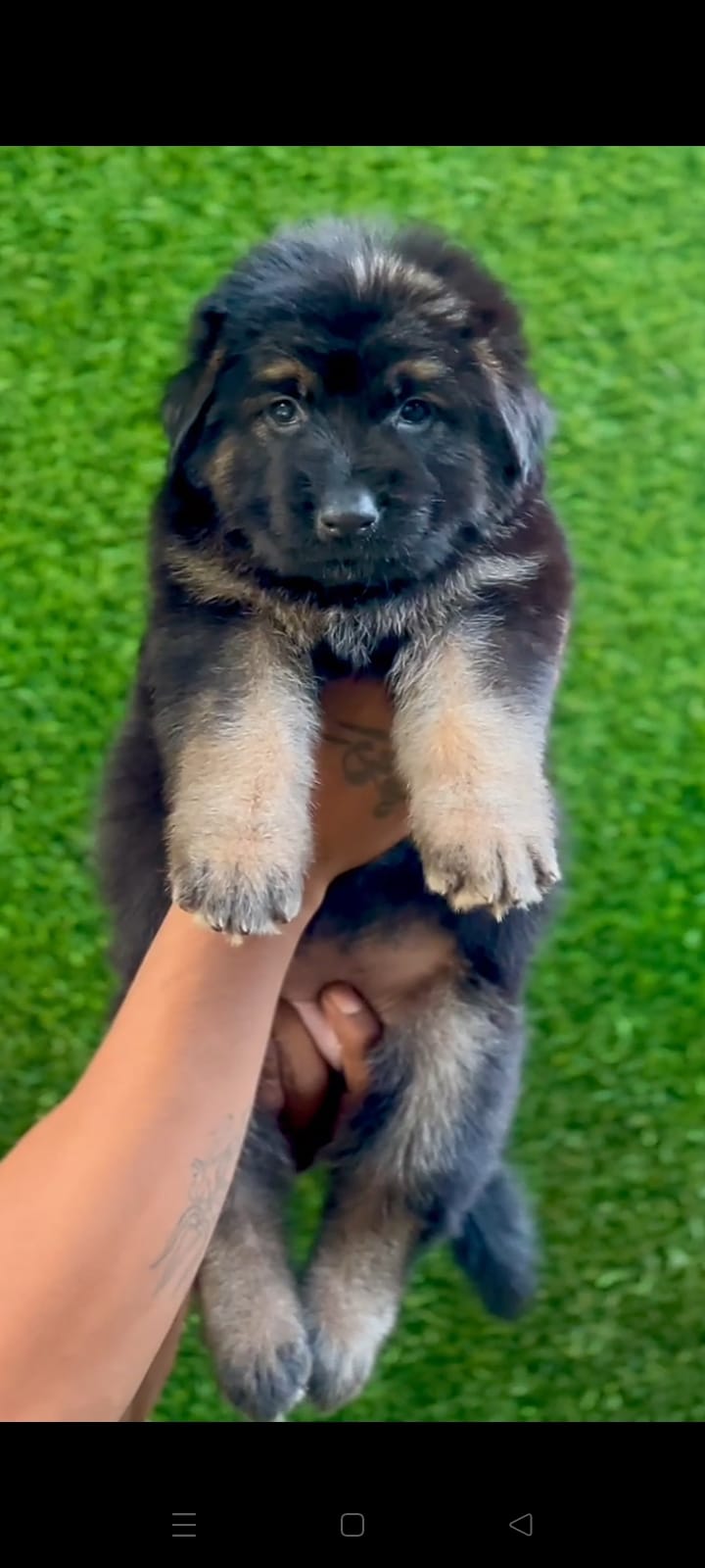 German Shepherd puppy price in Hyderabad